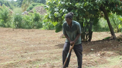 A brighter future for Caribbean farmers 